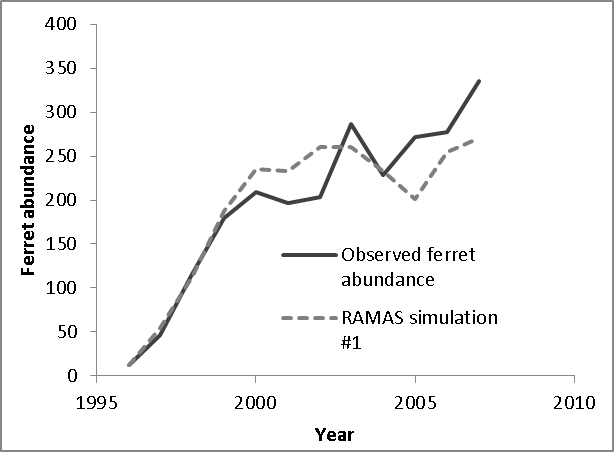 Figure 6. Observed abundance of black-footed ferrets at Conata Basin (from Livieri 2006), plotted alongside a single random replicate trajectory from the ferret population model , indicating the relative agreement between the observed growth of this population since ferrets were reintroduced in 1996, and the simulated trajectories from our model.