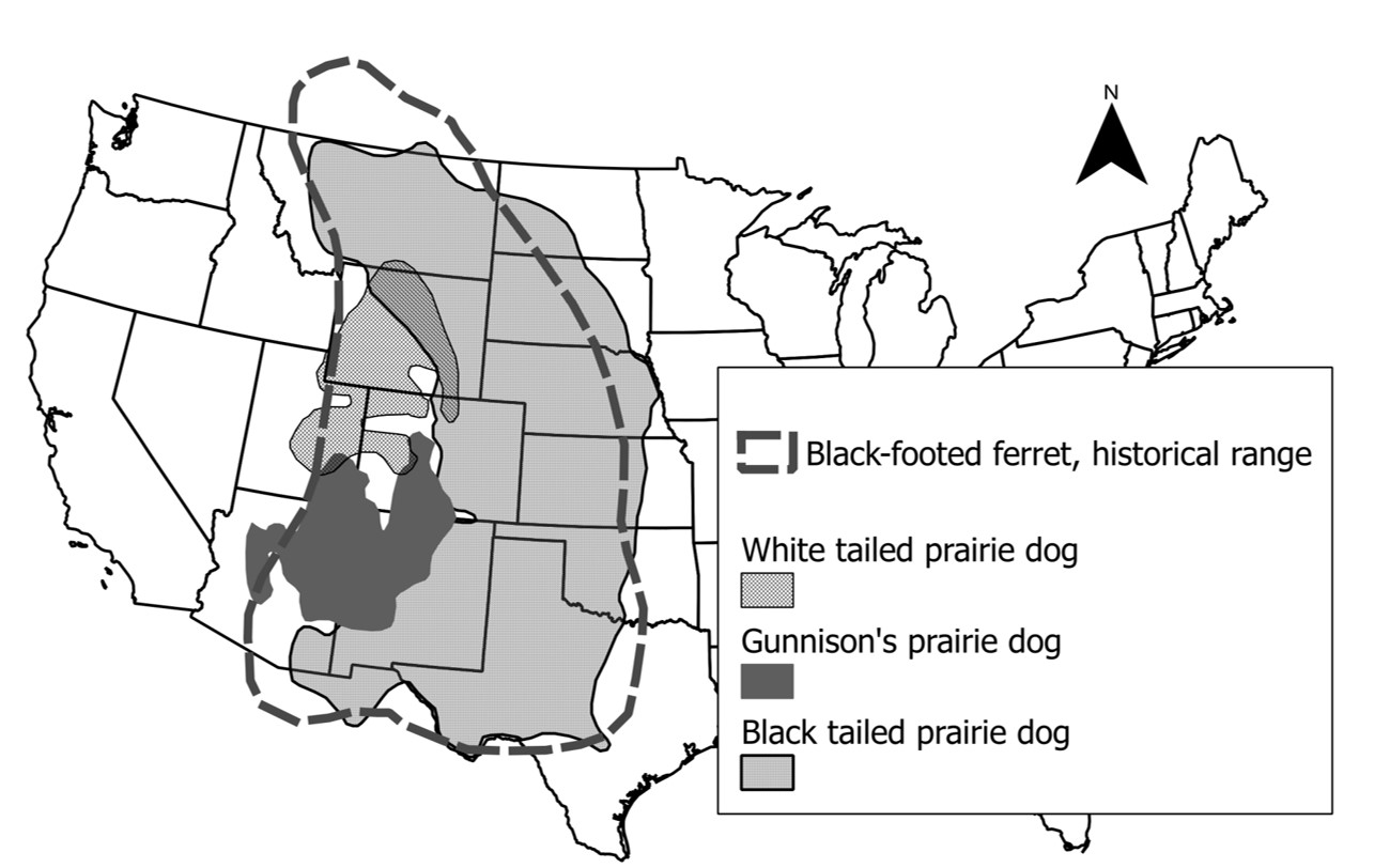 Figure 1: prairie dog and black-footed ferret range