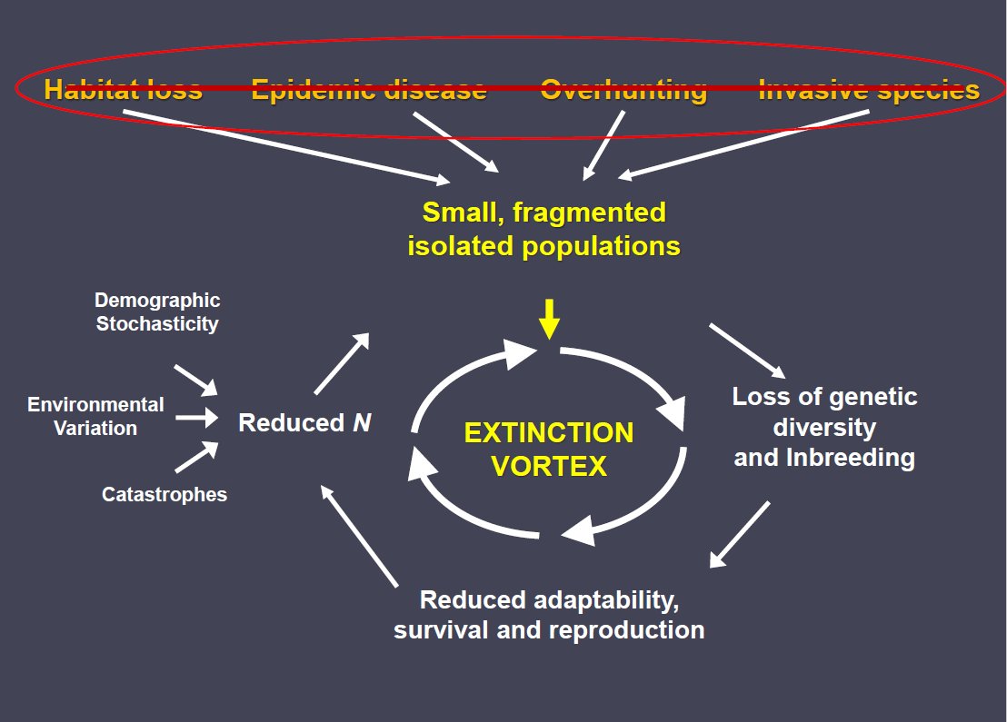 The extinction vortex